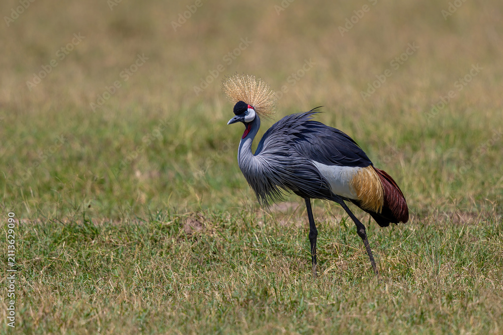 Obraz premium Grey crowned Crane (Balearica regulorum) walking on the fields of the Masai Mara National Park in Kenya