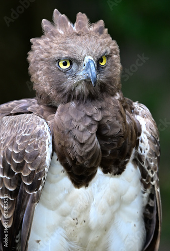Martial Eagle portrait