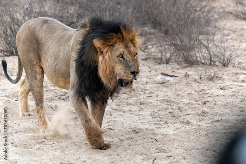 Photography Lion (Panthera leo) hanging around in the sand of the Kgalagadi Transfrontier Park in South Africa, part of the  Kalahari Desert