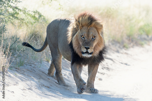 Photography Lion (Panthera leo) hanging around in the sand of the Kgalagadi Transfrontier Park in South Africa, part of the  Kalahari Desert