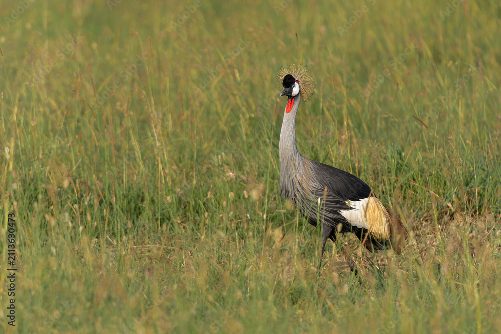Obraz premium Grey crowned Crane (Balearica regulorum) walking on the fields of the Masai Mara National Park in Kenya