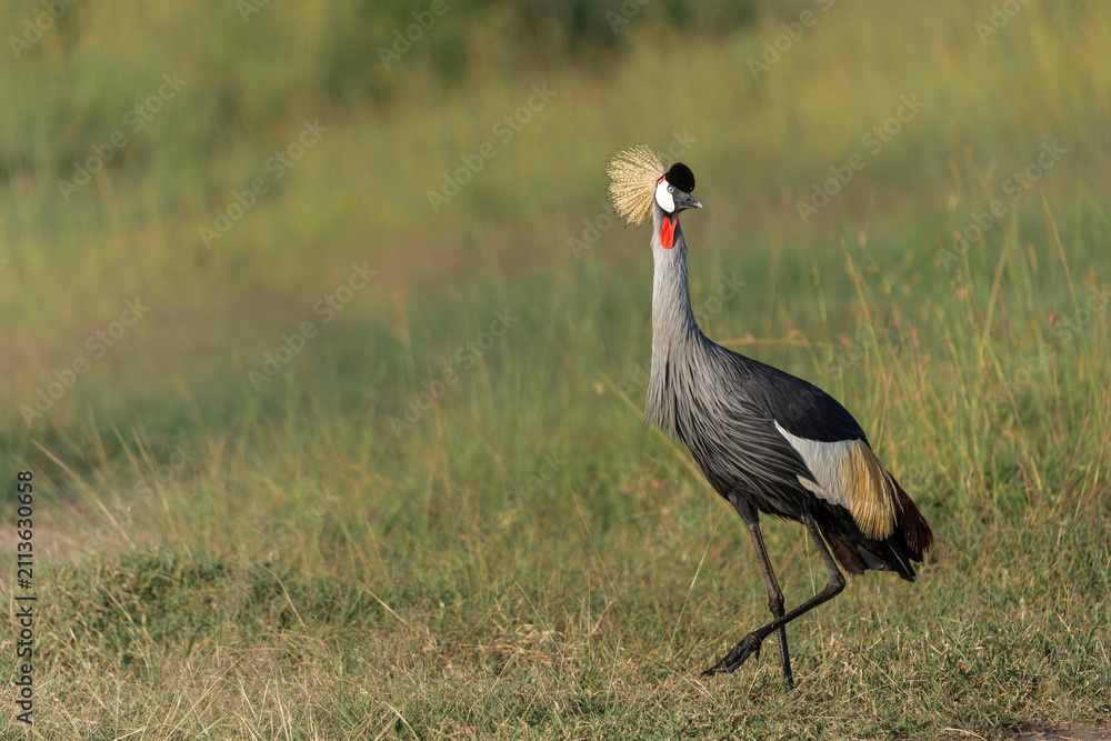 Obraz premium Grey crowned Crane (Balearica regulorum) walking on the fields of the Masai Mara National Park in Kenya
