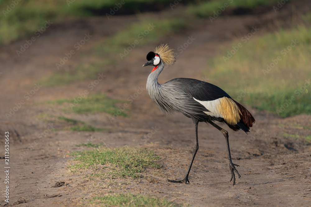 Obraz premium Grey crowned Crane (Balearica regulorum) walking on the fields of the Masai Mara National Park in Kenya