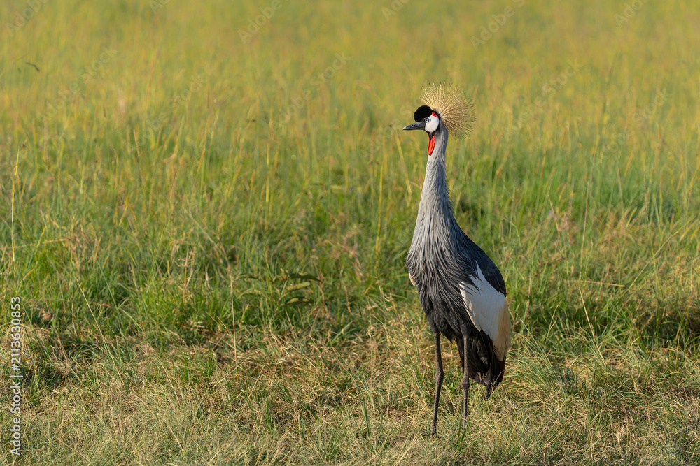 Obraz premium Grey crowned Crane (Balearica regulorum) walking on the fields of the Masai Mara National Park in Kenya