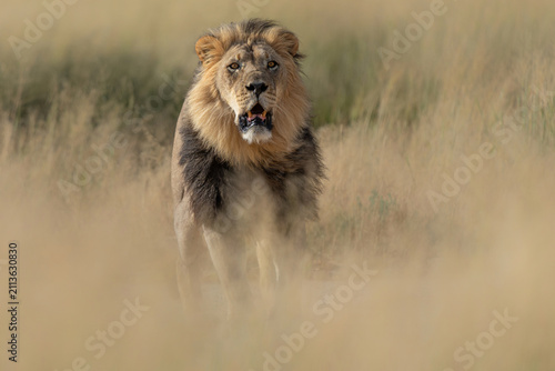 Canvas Print Lion (Panthera leo) hanging around in the sand of the Kgalagadi Transfrontier Park in South Africa, part of the  Kalahari Desert