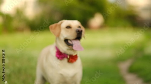 A playful yellow Labrador catches a blue ring on green grass outside.