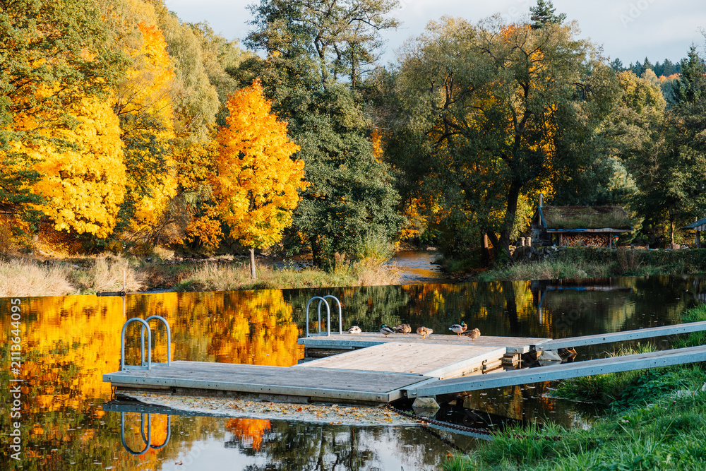 Obraz premium Autumn river landscape with wooden dock, ducks, golden trees and calm water