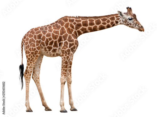 Foto Majestic Adult Giraffe Standing in Profile with Long Neck and Intricate Pattern