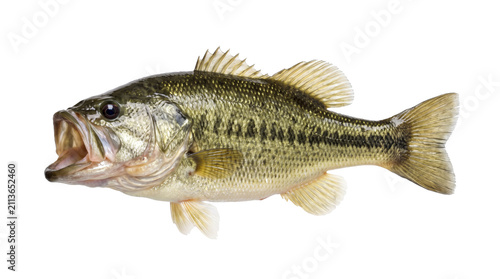 Largemouth Bass Freshwater Game Fish Profile with Open Mouth