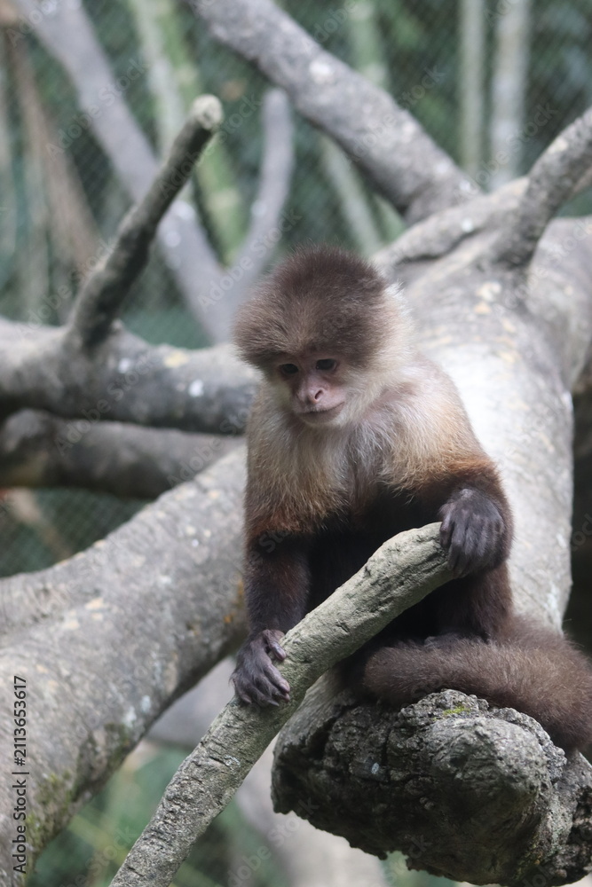Fototapeta premium White-faced Capuchin Monkey Sitting on Tree Branch