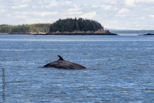 Minke Whale