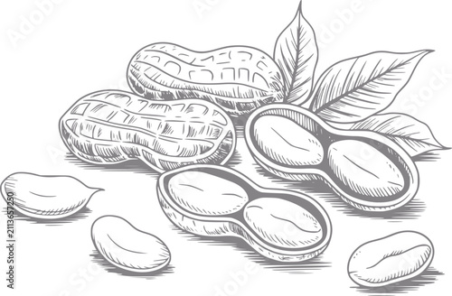 Dibujo a mano de cacahuetes con cáscaras y hojas, aislado sobre fondo blanco, estilo vintage