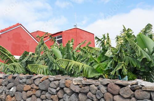 Banana plantation behind stone wall with red house, La Palma, Canary Islands