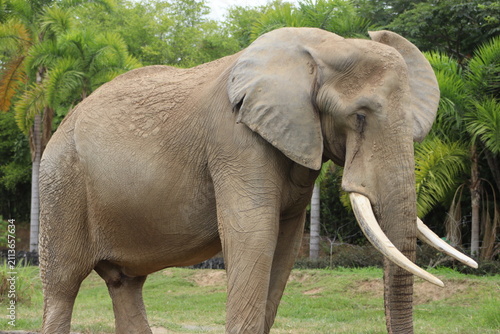 Asian Elephant Walking Through Green Natural Habitat