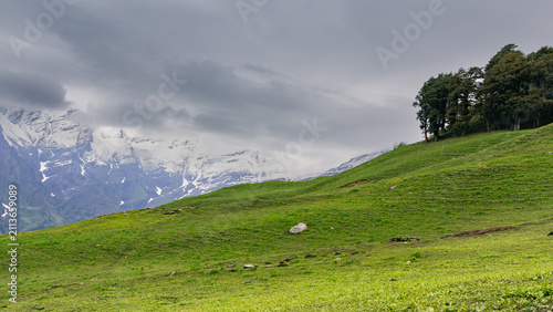 Lush green mountain meadow slope with pine trees under overcast sky near snow covered peaks