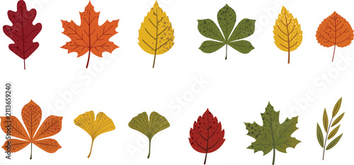 Foto Autumn Foliage Set with Maple Oak Ginkgo and Chestnut Leaves