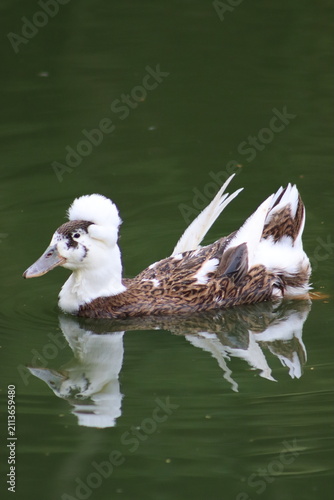 Colombian Wildlife and Nature Photography Collection