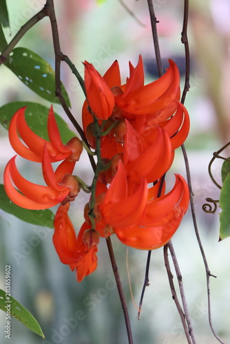 Colombian Wildlife and Nature Photography Collection