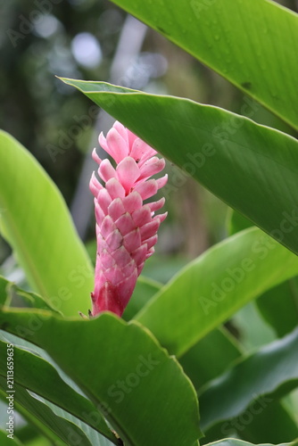 Colombian Wildlife and Nature Photography Collection