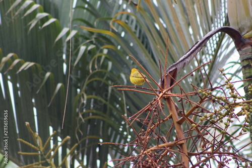 Colombian Wildlife and Nature Photography Collection
