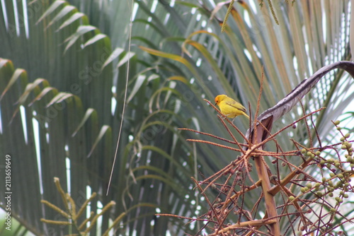 Yellow Canary Perched Near Aviary Window Frame
