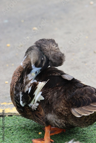 Colombian Wildlife and Nature Photography Collection