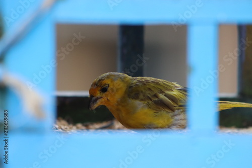 Yellow Canary Perched Near Aviary Window Frame
