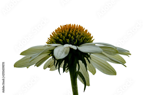 Close view of a flower with white petals and a round center taken in a garden during daylight