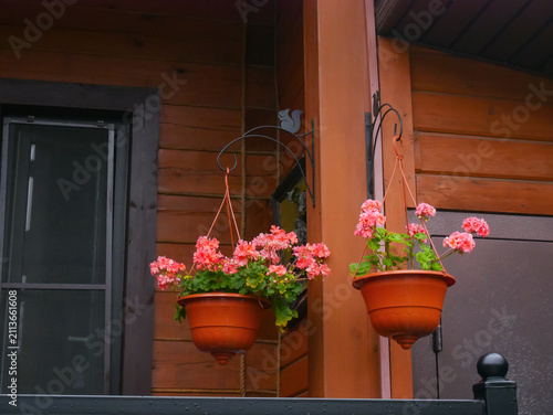 Two terracotta hanging flower pots with pink blooming flowers hanging on metal hooks against a wooden cottage wall. Home gardening concept