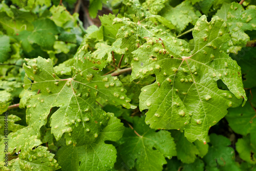 Blistering on grape leaves caused by the parasitic Grape Erineum Mite (Colomerus vitis). Also known as Vine Pox Mites.
