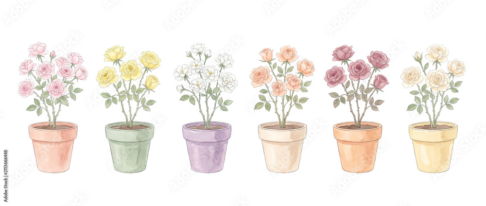 Fototapeta premium Potted rose bush watercolor illustration set with colorful flowers in pots on black background, botanical clipart collection featuring pastel pink yellow white rose plants for gardening design.