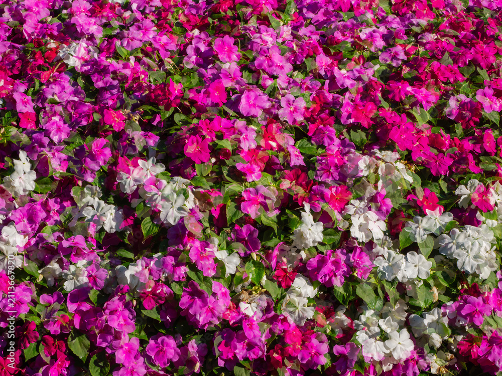 Obraz premium Multi-exhibition flower beds with flowers by Balsam Waller. Natural floral background.