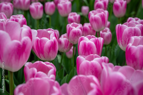 Keukenhof is a large park with immense tulip gardens, located between the towns of Lisse and Hillegom. The flowers of Holland (the Netherlands) are tulips, daffodils, and hyacinths.