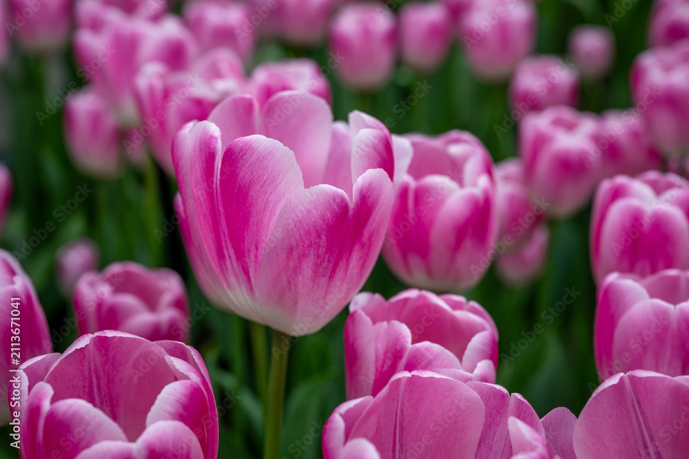 Obraz premium Keukenhof is a large park with immense tulip gardens, located between the towns of Lisse and Hillegom. The flowers of Holland (the Netherlands) are tulips, daffodils, and hyacinths.