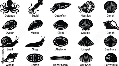 Bild auf Leinwand Mollusk Species Black Silhouette Icon Set with Labels for Marine Biology Educati