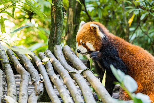 Red panda close-up looking at camera in tree, red panda portrait in Chengdu, China
