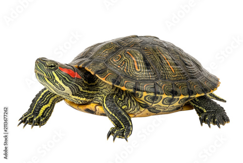 Foto Vibrant Red Eared Slider Turtle Profile View