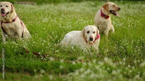 Three yellow Labradors are relaxing together on green grass outdoors.