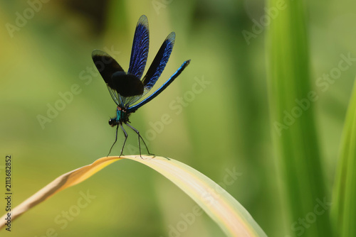 Bild auf Leinwand Banded demoiselle