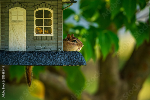 Chipmunk at The Feeder