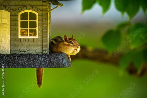Chipmunk at The Feeder