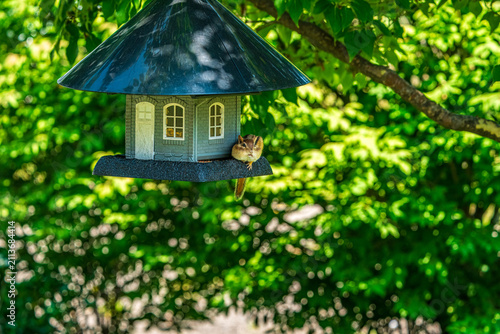 Chipmunk at The Feeder