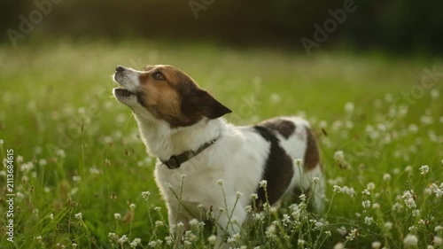 Cute small dog looking up while standing in green grass field outdoors