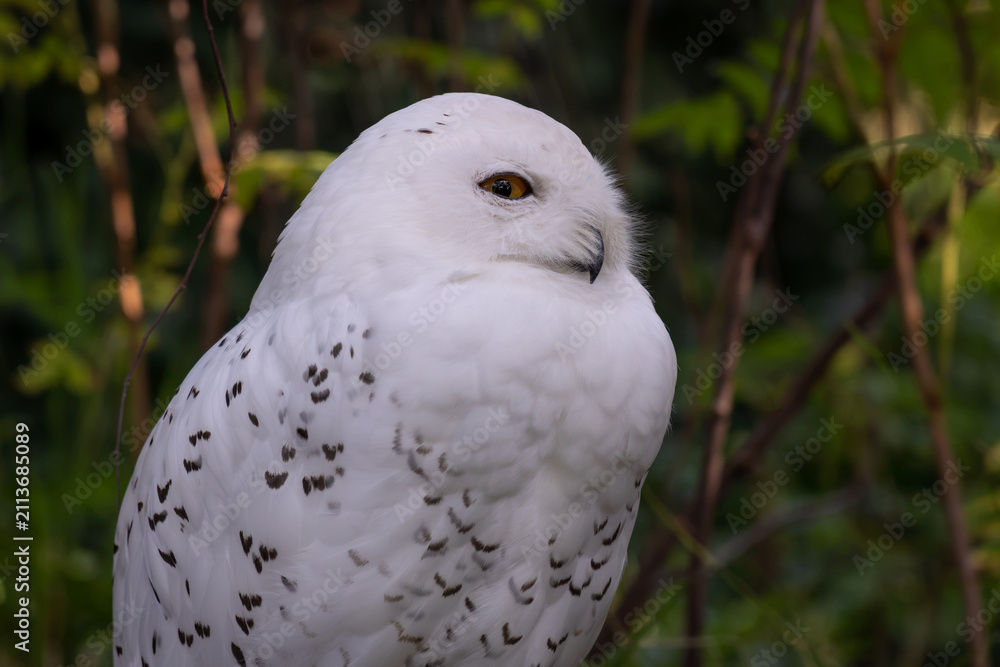 Fototapeta premium Snowy Owl