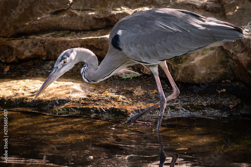 Foto Grey Heron