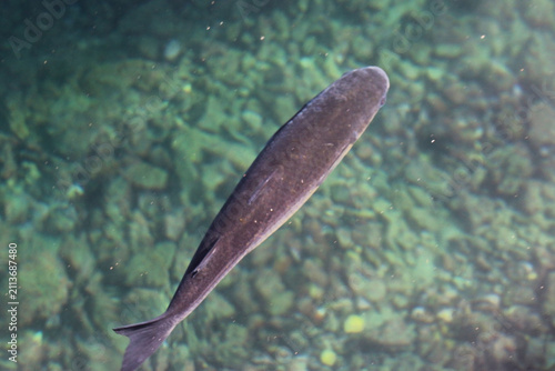 Fish swimming in the sea	