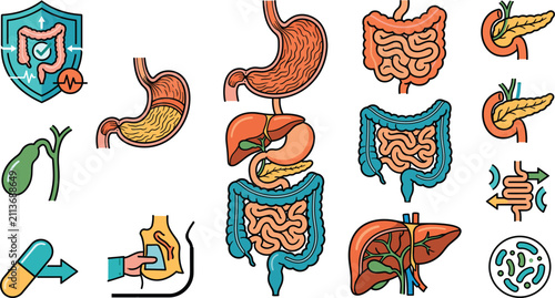 Bild auf Leinwand Human digestive system anatomy vector icons set featuring internal organs and me