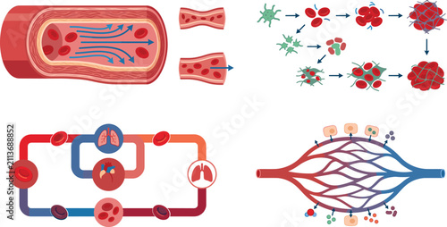 Obraz na płótnie Medical infographics vector set illustrating human blood circulation, blood vess