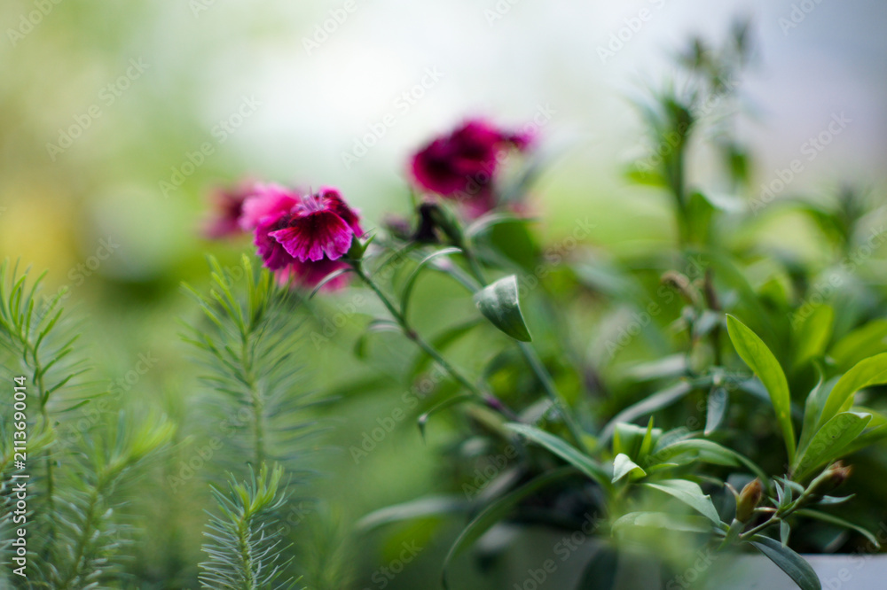 Obraz premium Beautiful indoor flower close up with soft blurred bokeh background