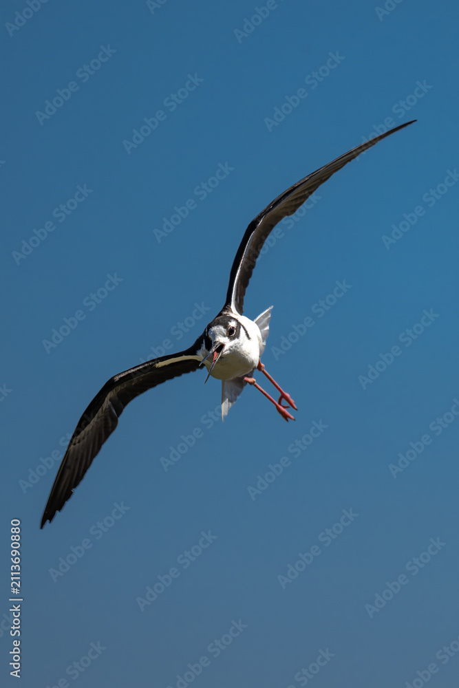 Fototapeta premium Pied Avocet (Recurvirostra avosetta) at Klamath Basin National Wildlife Refuge, OR